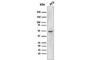 Western Blot Analysis of PC3 cell lysate using ODC-1 Recombinant Mouse Monoclonal Antibody (rODC1/485). (Recombinant ODC1 antibody)