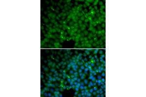 Immunofluorescence (IF) image for anti-gamma-Glutamyl Hydrolase (Conjugase, Folylpolygammaglutamyl Hydrolase) (GGH) antibody (ABIN1876652) (GGH antibody)