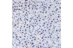 Immunohistochemistry of paraffin-embedded mouse liver using CDC40 Rabbit mAb (ABIN7266255) at dilution of 1:100 (40x lens). (CDC40 antibody)