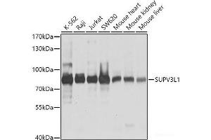 Western blot analysis of extracts of various cell lines using SUPV3L1 Polyclonal Antibody at dilution of 1:1000. (SUPV3L1 antibody)