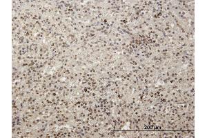 Immunoperoxidase of purified MaxPab antibody to MCRS1 on formalin-fixed paraffin-embedded human spleen. (MCRS1 antibody  (AA 1-462))