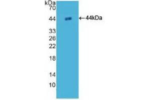 Detection of Recombinant H2AFZ, Human using Polyclonal Antibody to H2A Histone Family, Member Z (H2AFZ) (H2AFZ antibody  (AA 2-128))