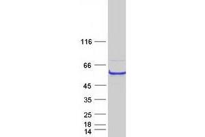 Validation with Western Blot (SIL1 Protein (Transcript Variant 1) (Myc-DYKDDDDK Tag))
