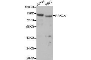 Western blot analysis of extracts of Jurkat and K562 cells, using PRKCA antibody. (PKC alpha antibody  (C-Term))