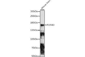 Western blot analysis of extracts of mouse brain, using PLXNB3 antibody (ABIN7269425) at 1:1000 dilution.