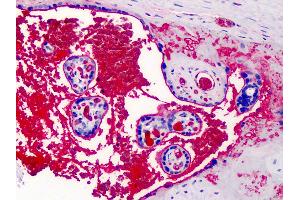 Anti-A2M / Alpha-2-Macroglobulin antibody IHC of human placenta. (alpha 2 Macroglobulin antibody)