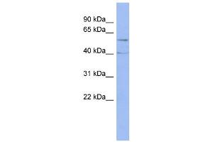 WB Suggested Anti-PPP2R5C Antibody Titration: 0. (PPP2R5C antibody  (Middle Region))