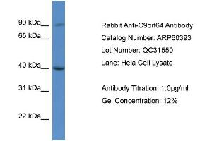 Western Blotting (WB) image for anti-Chromosome 9 Open Reading Frame 64 (C9orf64) (C-Term) antibody (ABIN786154) (C9orf64 antibody  (C-Term))