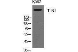 Western Blotting (WB) image for anti-Talin 1 (TLN1) (Internal Region) antibody (ABIN3181429) (TLN1 antibody  (Internal Region))