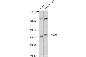 Western blot analysis of extracts of various cell lines, using FOXF1 antibody (ABIN7267234) at 1:1000 dilution. (FOXF1 antibody)