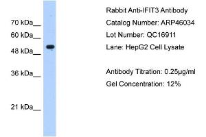 IFIT3 antibody used at 0. (IFIT3 antibody  (N-Term))