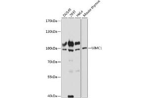 Western blot analysis of extracts of various cell lines, using UIMC1 antibody (ABIN7271136) at 1:3000 dilution. (UIMC1 antibody  (AA 449-719))