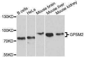 Western blot analysis of extracts of various cell lines, using GPSM2 antibody. (GPSM2 antibody  (AA 380-490))