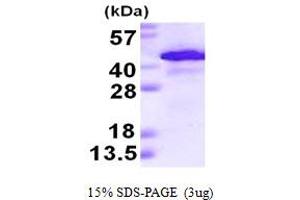 SDS-PAGE (SDS) image for Alcohol Dehydrogenase 1A (Class I), alpha Polypeptide (ADH1A) (AA 1-375) protein (His tag) (ABIN667689) (ADH1A Protein (AA 1-375) (His tag))