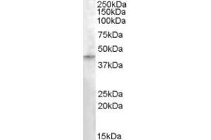ABIN334476 (0. (RASSF8 antibody  (Internal Region))