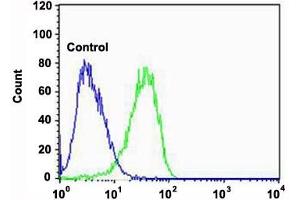 Flow cytometric analysis of U-87 MG cells (green histogram) and an isotype control of mouse IgG2b (blue histogram) reacted with CAPN2 monoclonal antibody  at 1:100 dilution. (Calpain 2 antibody)