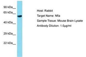 Image no. 1 for anti-Nuclear Factor I/A (NFIA) (AA 201-250) antibody (ABIN6750238) (NFIA antibody  (AA 201-250))