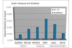 Chromatin Immunoprecipitation (ChIP) image for anti-Histone 3 (H3) (H3K36me2) antibody (ABIN5706764)