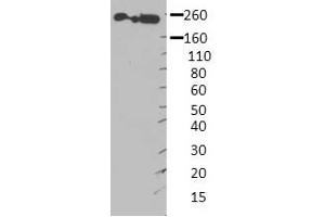 MYH9 antibody - middle region  validated by WB using Hek 293 Whole Cell Lysate at 1:4,000. (Myosin 9 antibody  (Middle Region))