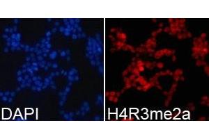 Immunofluorescence analysis of 293T cell using H4R3me2a antibody. (Histone 3 antibody  (2meArg3 (asymetric)))