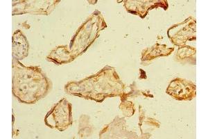 Immunohistochemistry of paraffin-embedded human placenta tissue using ABIN7161555 at dilution of 1:100 (NHLRC2 antibody  (AA 1-367))