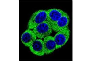 Immunofluorescence (IF) image for anti-Olfactory Receptor, Family 2, Subfamily T, Member 3 (OR2T3) (AA 287-316), (C-Term) antibody (ABIN953843)