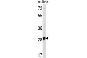 Western Blotting (WB) image for anti-Dorsal Root Ganglia Homeobox (DRGX) antibody (ABIN2996749)