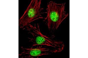 Immunofluorescent analysis of 4 % paraformaldehyde-fixed, 0. (SNW1 antibody  (AA 464-497))