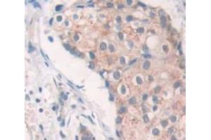 IHC-P analysis of Human Tissue, with DAB staining. (C1QTNF9 antibody  (AA 20-333))