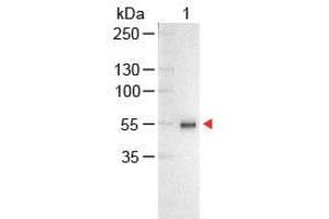 Western Blot of Chicken anti-Human IgG Antibody Alkaline Phosphatase Conjugated Lane 1: Human IgG Load: 100 ng per lane Secondary antibody: Human IgG (H&L) Antibody Alkaline Phosphatase Conjugated at 1:1,000 for 60 min at RT Block: ABIN925618 for 30 min at RT Predicted/Observed size: 55 and 28 kDa, 55 kDa (Chicken anti-Human IgG (Heavy & Light Chain) Antibody (Alkaline Phosphatase (AP)) - Preadsorbed)
