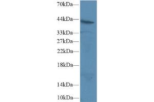 Western Blot; Sample: Human Jurkat cell lysate; Primary Ab: 2µg/ml Rabbit Anti-Rat FAS Antibody Second Ab: 0. (FAS antibody  (AA 21-170))
