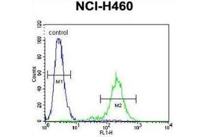 Flow cytometric analysis of NCI-H460 cells using SLCO4C1 / OATP4C1 Antibody (C-term) Cat. (SLCO4C1 antibody  (C-Term))