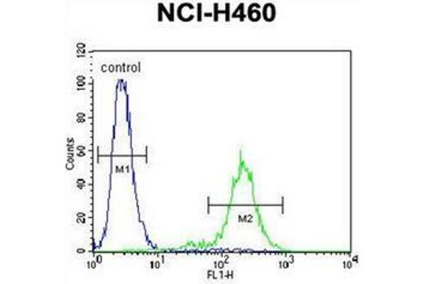 SLCO4C1 antibody  (C-Term)