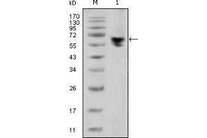 Western blot analysis using human IgG (Fc specific) mouse mAb against human serum (1). (Mouse anti-Human IgG (Fc Region) Antibody)