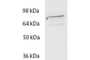 Western Blot (2μg/ml) staining of HeLa lysate (35μg protein in RIPA buffer). (SPG20 antibody  (Internal Region))