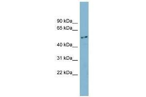 FAM90A1 antibody used at 1 ug/ml to detect target protein. (FAM90A1 antibody  (N-Term))