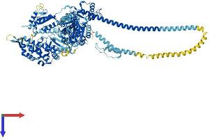 Myosin IB Protein (MYO1B) (AA 1-1107) (His tag)