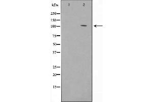 Western blot analysis of JAG1 using 293 whole cell lysates (JAG1 antibody  (N-Term))