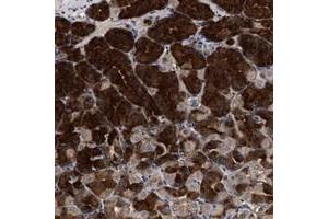 Immunohistochemical staining of human stomach with C9orf135 polyclonal antibody  shows strong cytoplasmic positivity in Chief cells. (C9ORF135 antibody)