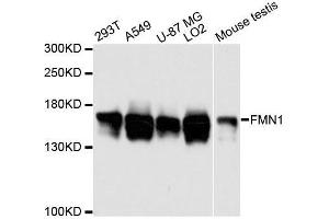 Western blot analysis of extracts of various cell lines, using FMN1 antibody. (FMN1 antibody  (AA 350-495))