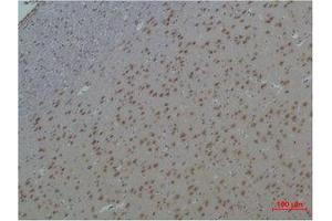 Immunohistochemistry (IHC) analysis of paraffin-embedded Rat Brain Tissue using 14-3-3 epsilon Polyclonal Antibody. (YWHAE antibody)