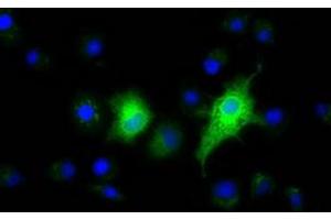 Anti-EFNA2 mouse monoclonal antibody (ABIN2452973) immunofluorescent staining of COS7 cells transiently transfected by pCMV6-ENTRY EFNA2 (RC213728). (Ephrin A2 antibody)