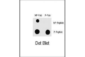 Dot blot analysis of anti-RAF1-p Phospho-specific Pab (ABIN389747 and ABIN2839678) on nitrocellulose membrane. (RAF1 antibody  (pSer338))
