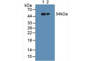Figure. (FGG antibody  (AA 166-416))