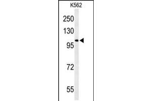 Western blot analysis of OXR1 Antibody in K562 cell line lysates (35ug/lane)