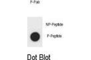 Dot blot analysis of OT Antibody (Phospho ) Phospho-specific Pab (ABIN1881054 and ABIN2839911) on nitrocellulose membrane. (Angiomotin antibody  (pTyr599))