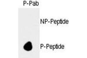 Dot blot analysis of phospho-Rb antibody. (Retinoblastoma Protein (Rb) antibody  (pSer788))
