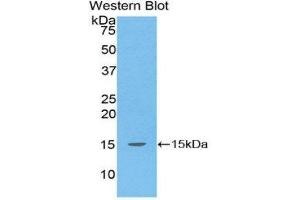 Western Blotting (WB) image for anti-Transforming Growth Factor, beta 1 (TGFB1) (AA 1-99) antibody (ABIN1078603)
