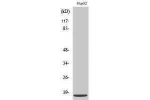 Western Blotting (WB) image for anti-Chemokine (C-X-C Motif) Ligand 12 (CXCL12) (C-Term) antibody (ABIN3186887) (CXCL12 antibody  (C-Term))