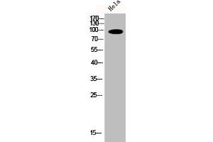 Western Blot analysis of HELA cells using Phospho-PKD2 (S876) Polyclonal Antibody